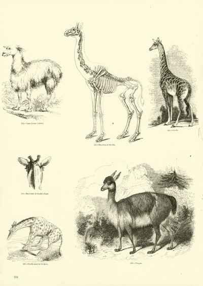 Page du Musée Pictural de la Nature Animée - English School