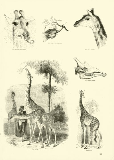 Page du Musée Pictural de la Nature Animée - English School