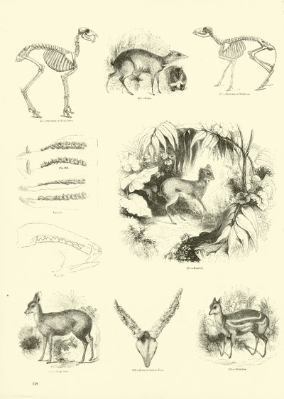 Page du Musée Pictural de la Nature Animée - English School
