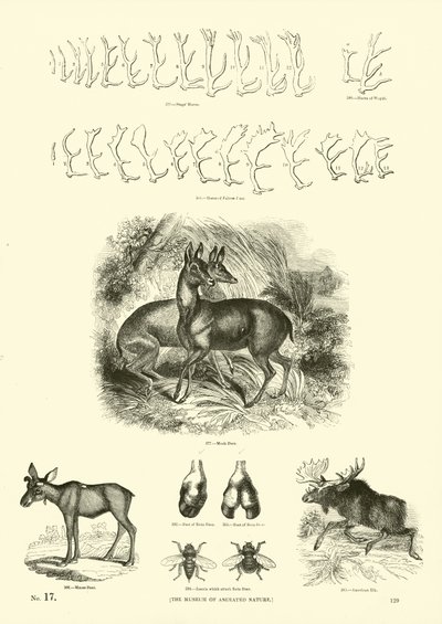 Page du Musée Pictural de la Nature Animée - English School