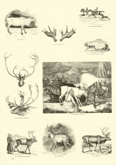 Page du Musée Pictural de la Nature Animée - English School