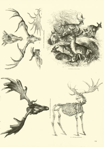 Page du Musée Pictural de la Nature Animée - English School