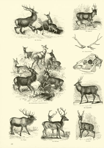 Page du Musée Pictural de la Nature Animée - English School