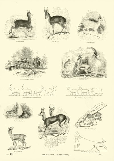 Page du Musée Pictural de la Nature Animée - English School