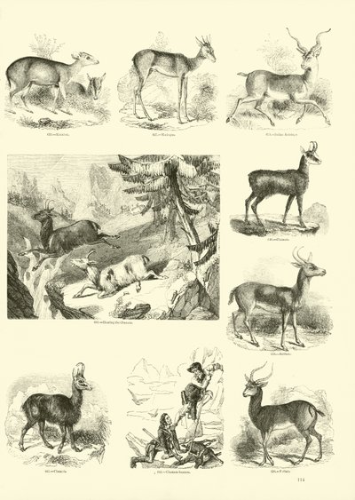 Page du Musée Pictural de la Nature Animée - English School