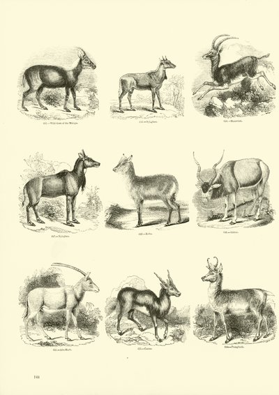 Page du Musée Pictural de la Nature Animée - English School