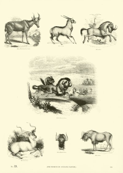 Page du Musée Pictural de la Nature Animée - English School