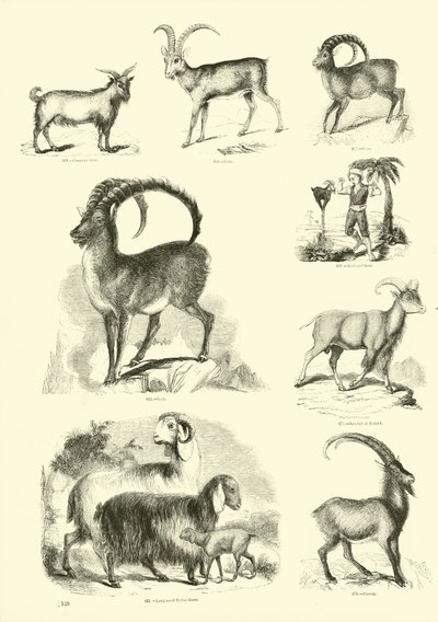 Page du Musée Pictural de la Nature Animée - English School
