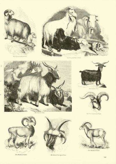 Page du Musée Pictural de la Nature Animée - English School