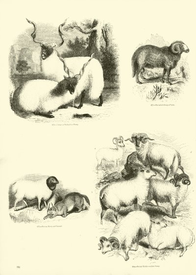 Page du Musée Pictural de la Nature Animée - English School