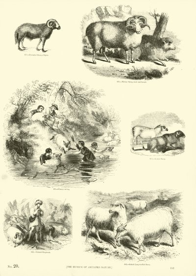 Page du Musée Pictural de la Nature Animée - English School