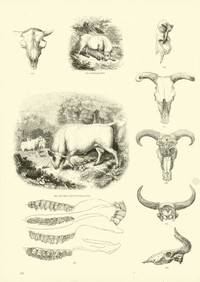 Page du Musée Pictural de la Nature Animée - English School