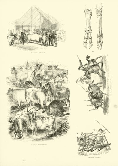 Page du Musée Pictural de la Nature Animée - English School