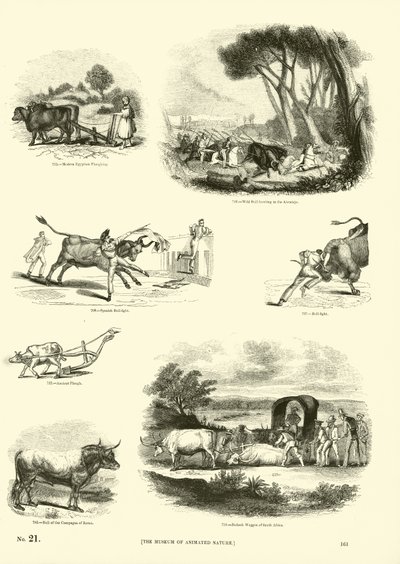 Page du Musée Pictural de la Nature Animée - English School