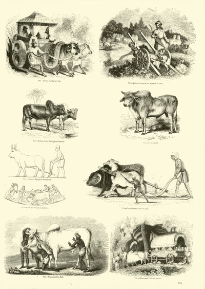 Page du Musée Pictural de la Nature Animée - English School