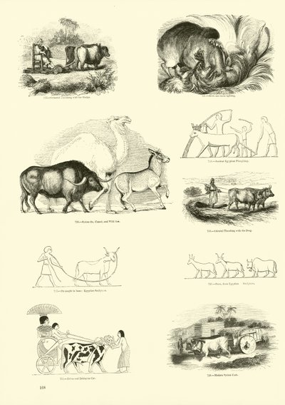 Page du Musée Pictural de la Nature Animée - English School
