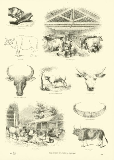 Page du Musée Pictural de la Nature Animée - English School
