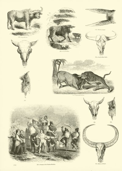 Page du Musée Pictural de la Nature Animée - English School