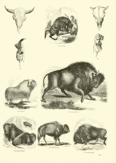 Page du Musée Pictural de la Nature Animée - English School