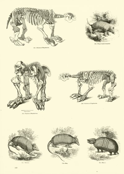 Page du Musée Pictural de la Nature Animée - English School