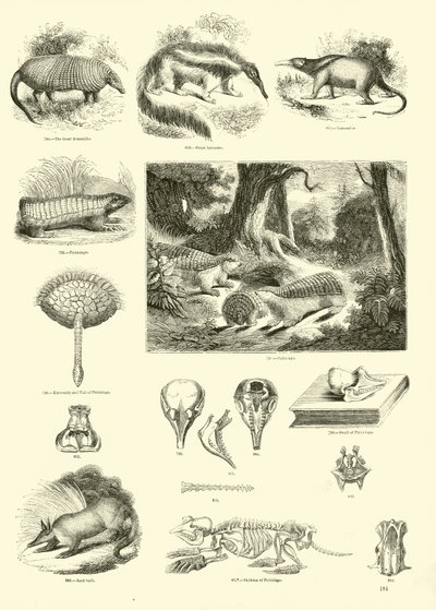 Page du Musée Pictural de la Nature Animée - English School