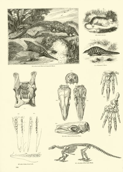 Page du Musée Pictural de la Nature Animée - English School