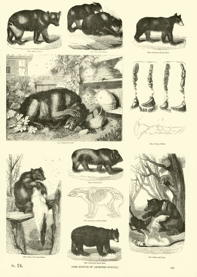 Page du Musée Pictural de la Nature Animée - English School