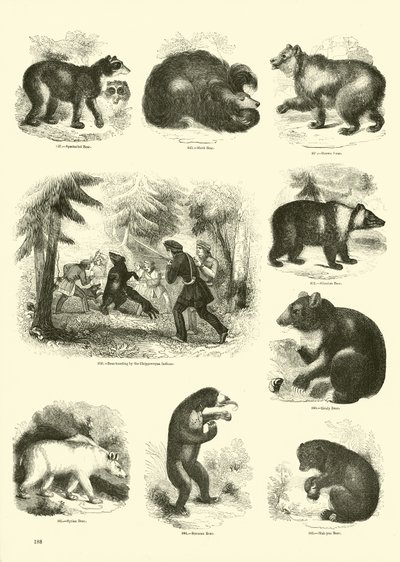 Page du Musée Pictural de la Nature Animée - English School