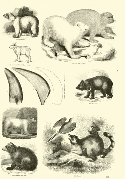 Page du Musée Pictural de la Nature Animée - English School