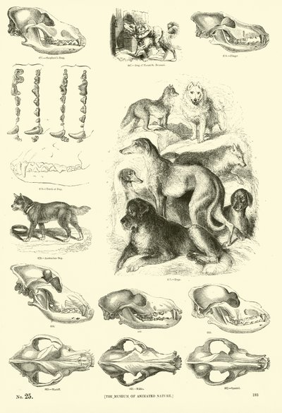 Page du Musée Pictural de la Nature Animée - English School