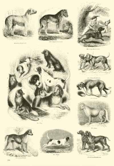 Page du Musée Pictural de la Nature Animée - English School