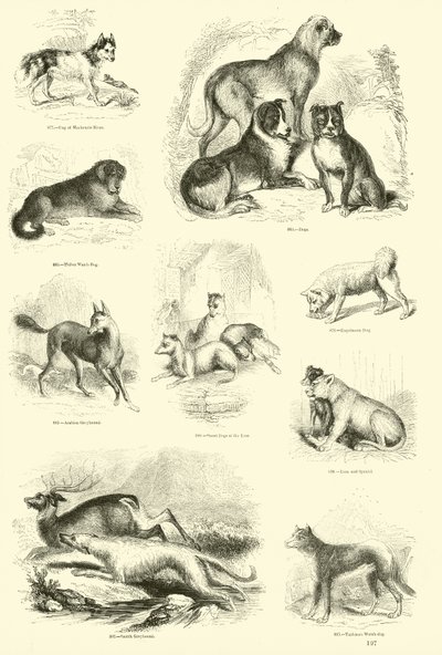 Page du Musée Pictural de la Nature Animée - English School