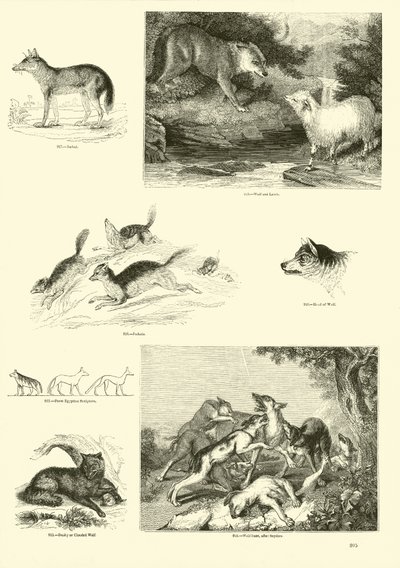 Page du Musée Pictural de la Nature Animée - English School