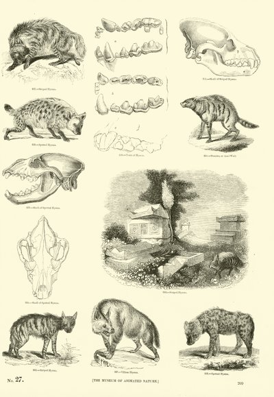 Page du Musée Pictural de la Nature Animée - English School