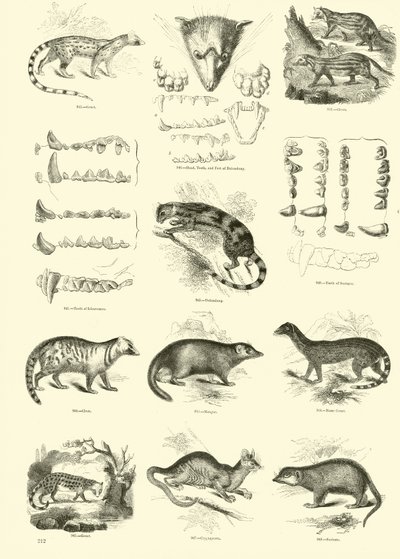 Page du Musée Pictural de la Nature Animée - English School