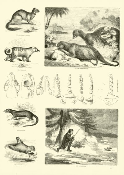 Page du Musée Pictural de la Nature Animée - English School