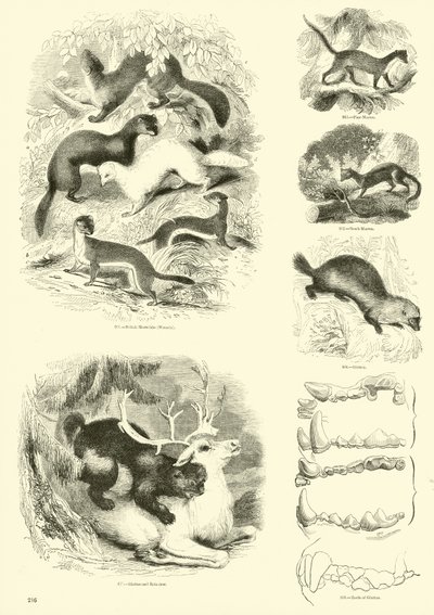 Page du Musée Pictural de la Nature Animée - English School