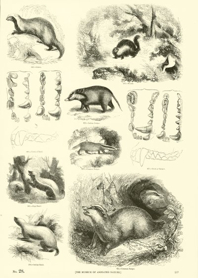 Page du Musée Pictural de la Nature Animée - English School