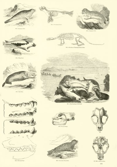 Page du Musée Pictural de la Nature Animée - English School