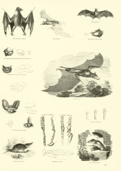 Page du Musée Pictural de la Nature Animée - English School