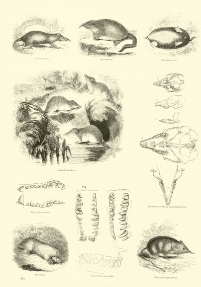 Page du Musée Pictural de la Nature Animée - English School