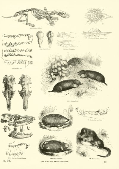 Page du Musée Pictural de la Nature Animée - English School