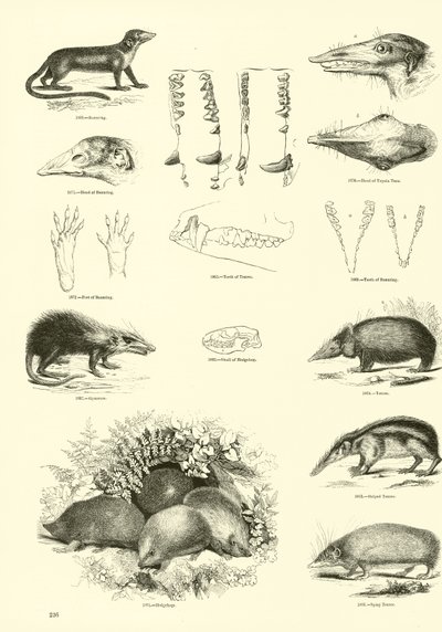 Page du Musée Pictural de la Nature Animée - English School