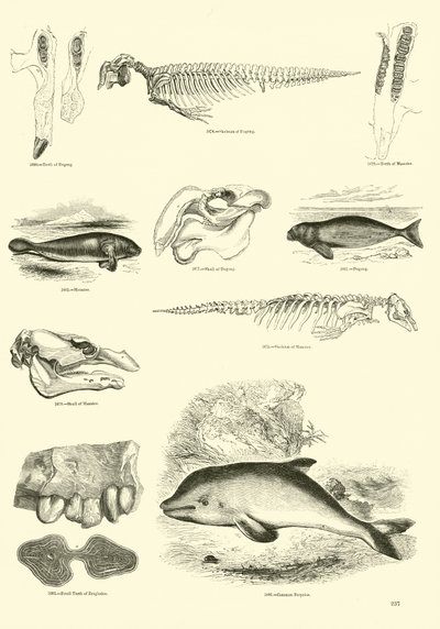 Page du Musée Pictural de la Nature Animée - English School