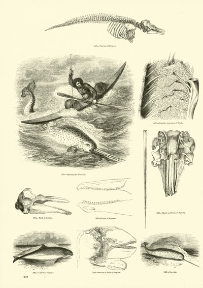 Page du Musée Pictural de la Nature Animée - English School