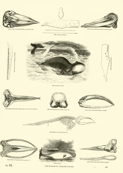 Page du Musée Pictural de la Nature Animée - English School