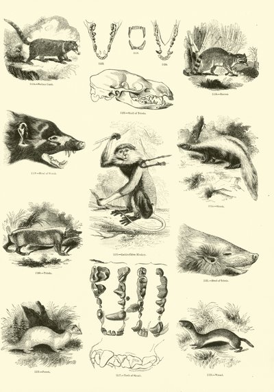 Page du Musée Pictural de la Nature Animée - English School