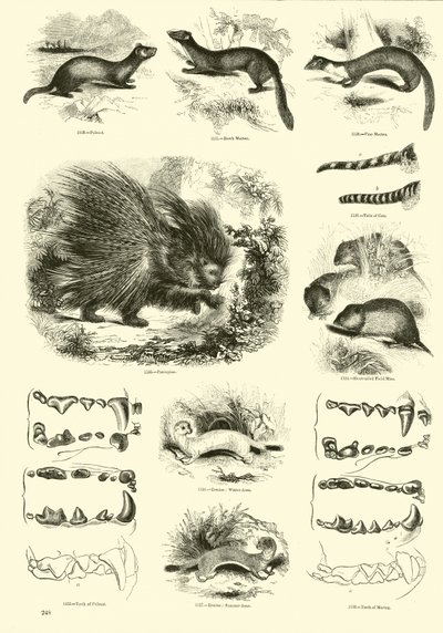 Page du Musée Pictural de la Nature Animée - English School