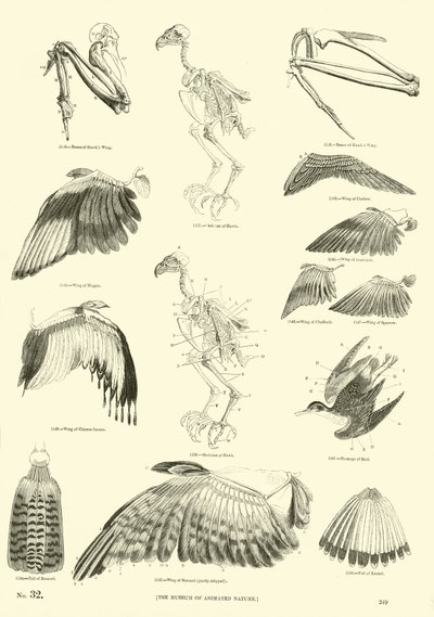 Page du Musée Pictural de la Nature Animée - English School