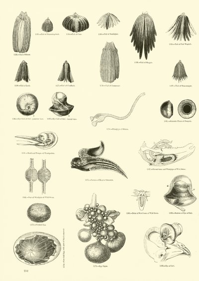 Page du Musée Pictural de la Nature Animée - English School